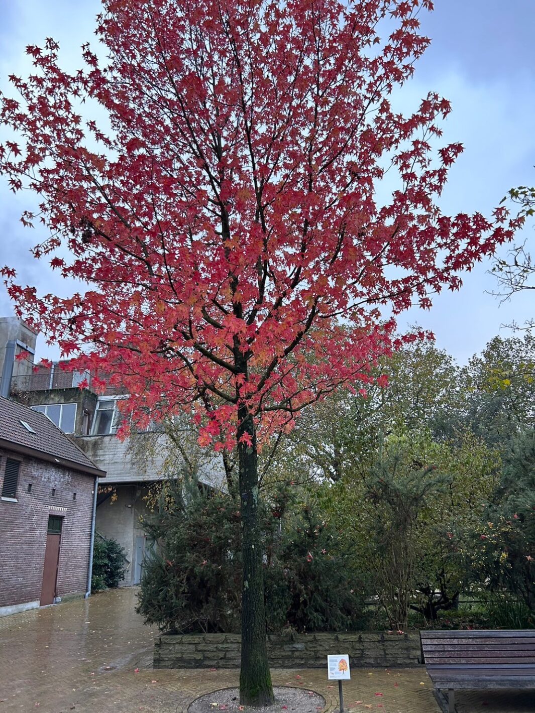 真っ赤な紅葉の木