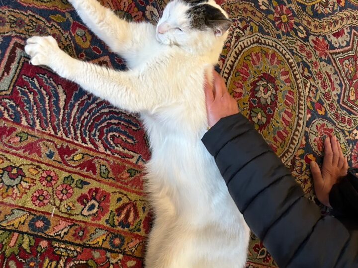 絨毯の上で撫でられてゴロゴロ言っている猫