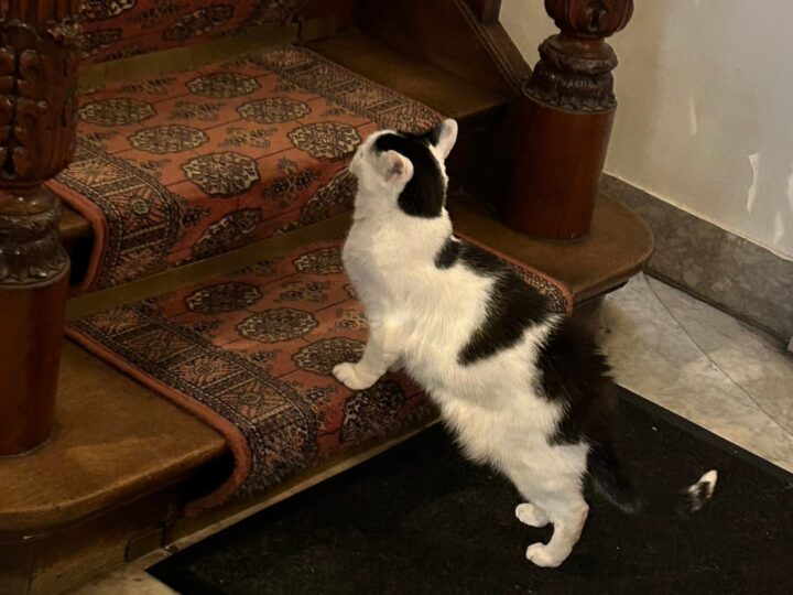 階段で佇む猫