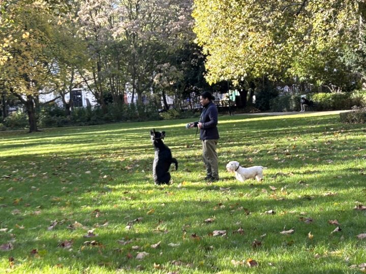 公園で飼い主を挟んで、後ろ足で立っている黒犬と白い小さな犬