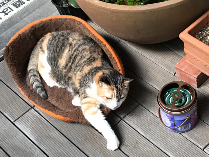 当たる占い師とは、お客様から意識へのアクセス権をもらった占い師のこと